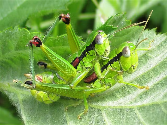 Odontopodisma decipiens
