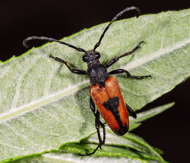 Stictoleptura cordigera