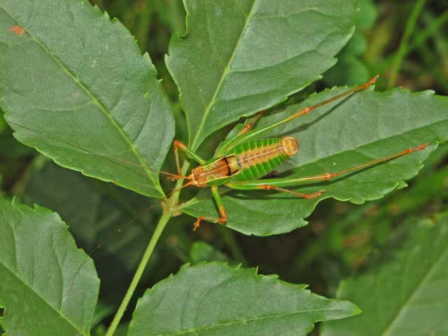 Metaplastes pulchripennis
