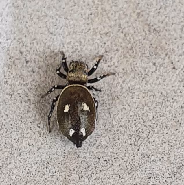 Heliophanus kochii