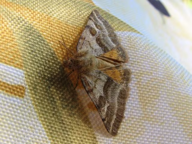 Nottua fissa