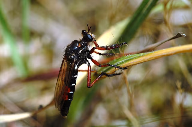 Dasypogon diadema