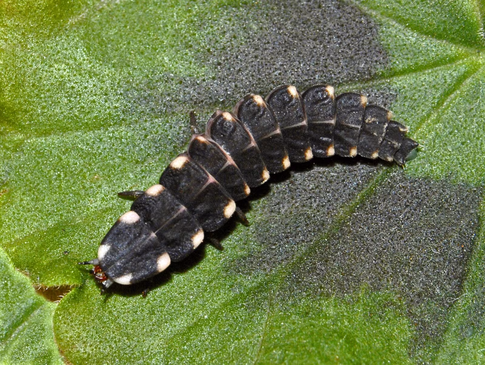 Lampyris raymondi