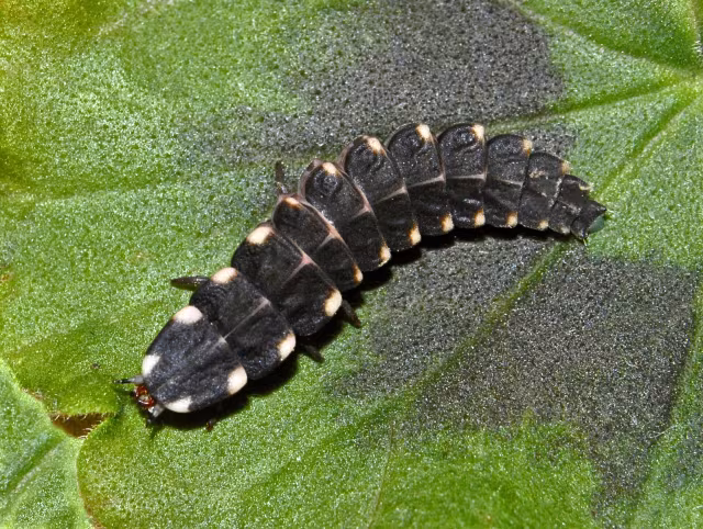 Lampyris raymondi