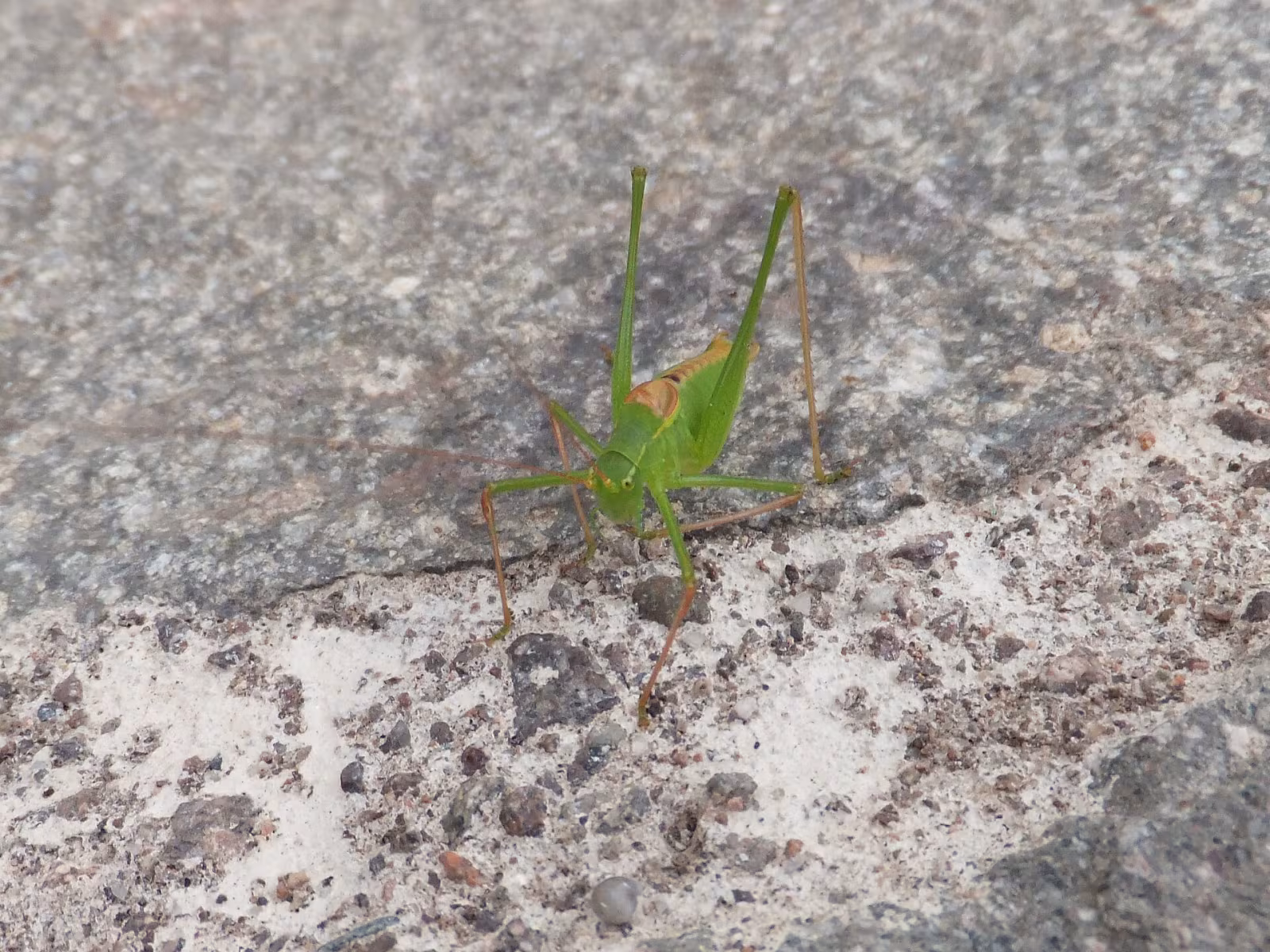 Leptophyes laticauda
