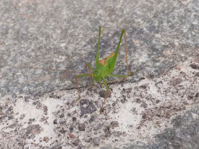 Leptophyes laticauda