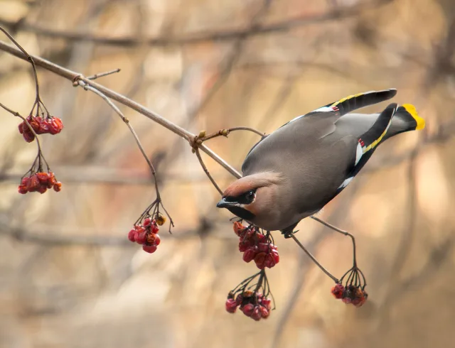 Beccofrusone