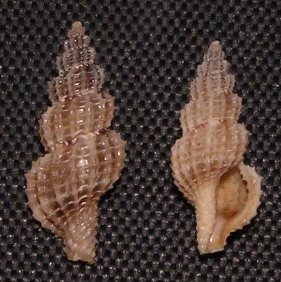 Raphitoma horrida