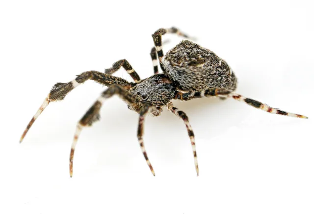 Uloborus plumipes