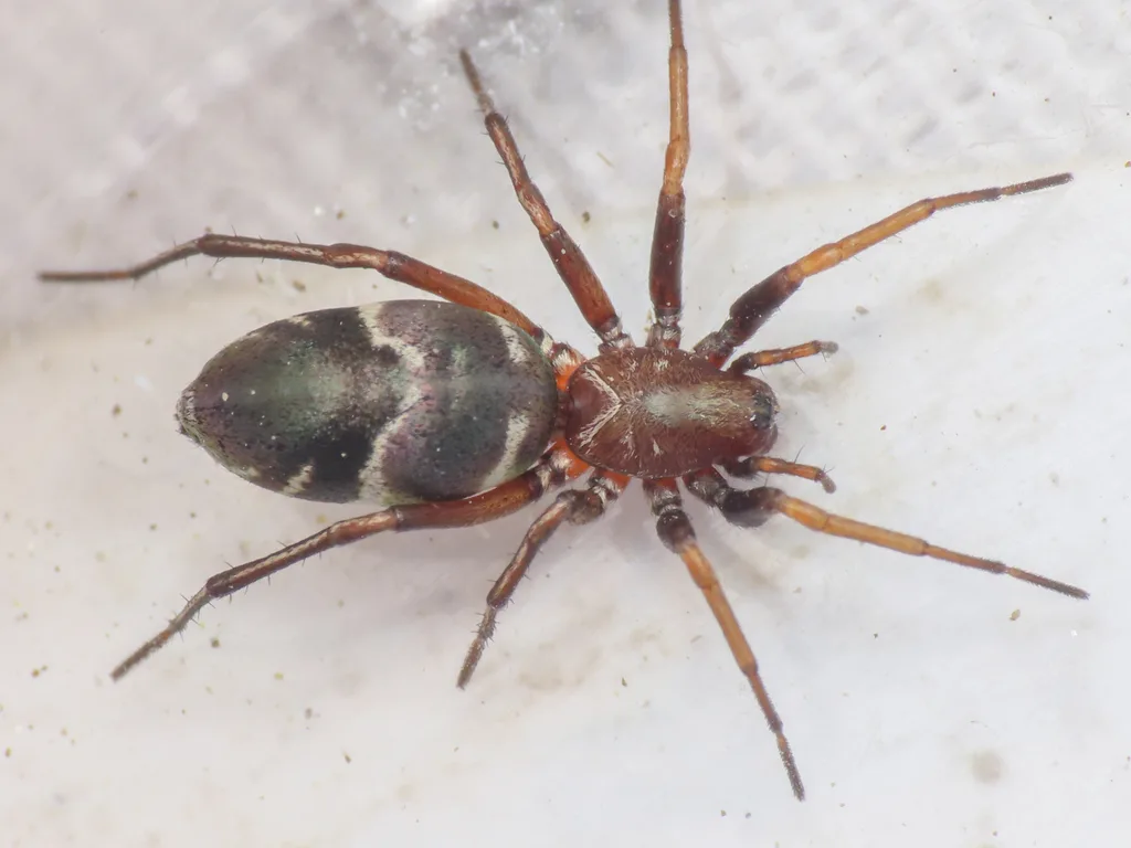 Micaria albovittata