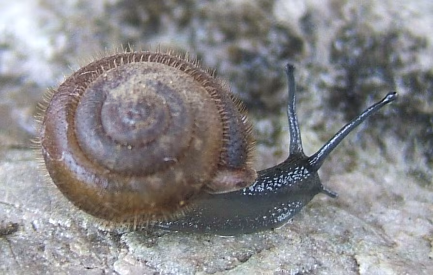 Mask Snail