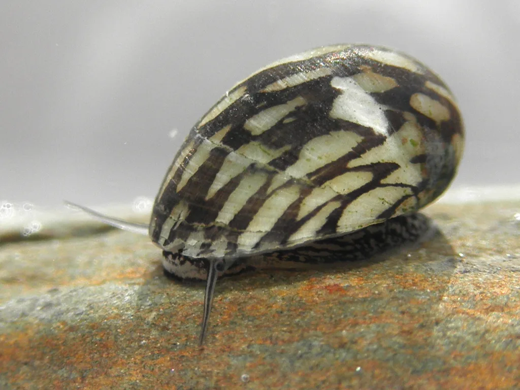Neritina di fiume