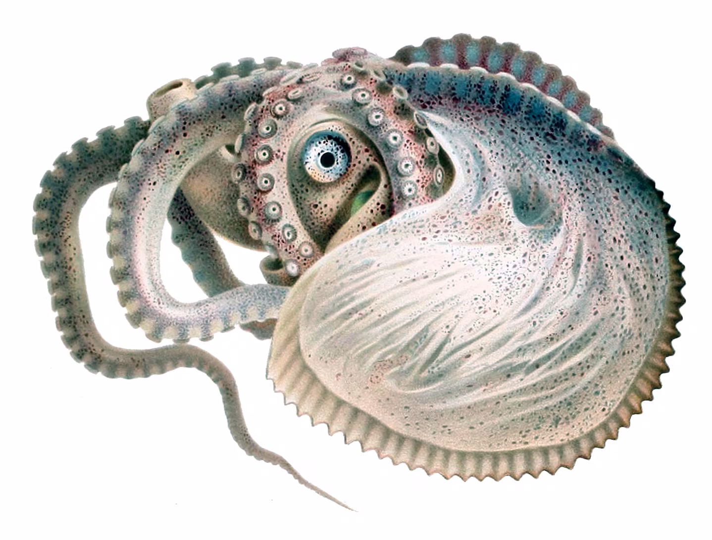 Argonauta