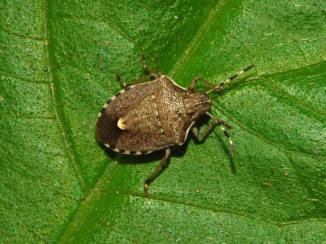 Holcostethus albipes