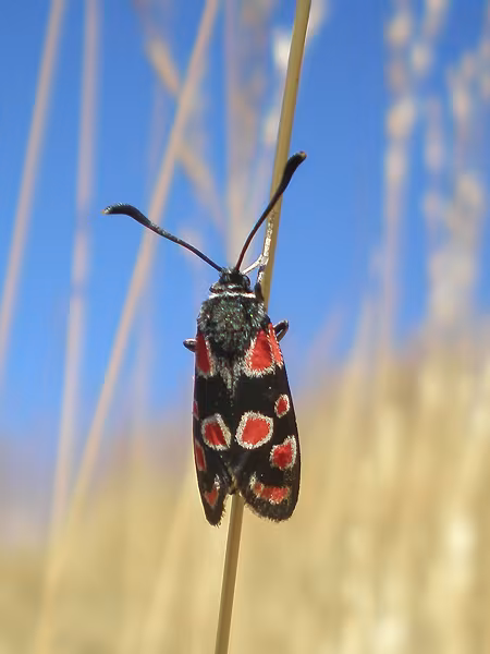 Zigena della Carniola