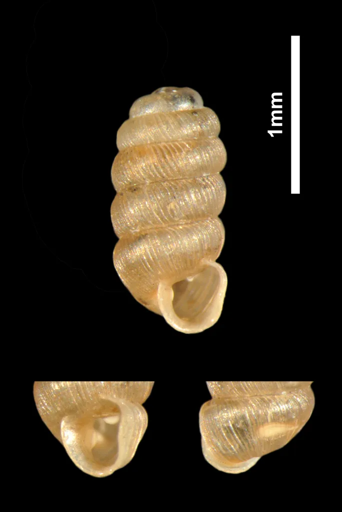 Truncatellina claustralis