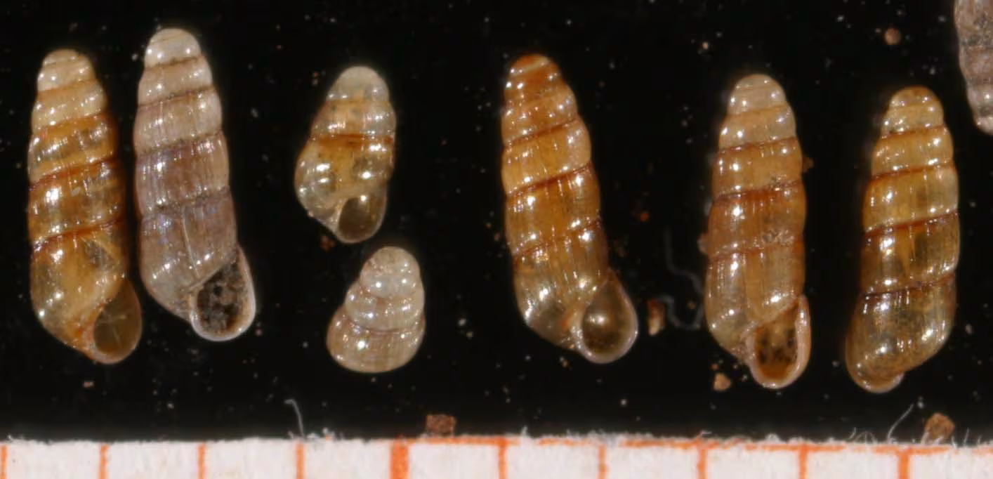 Striped Needle Snail