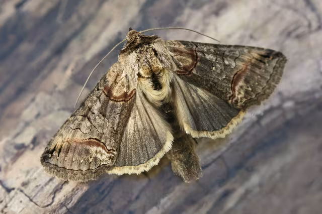 Abrostola triplasia