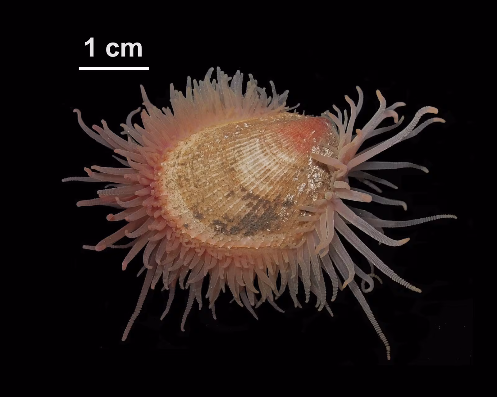 Lima tubercolata