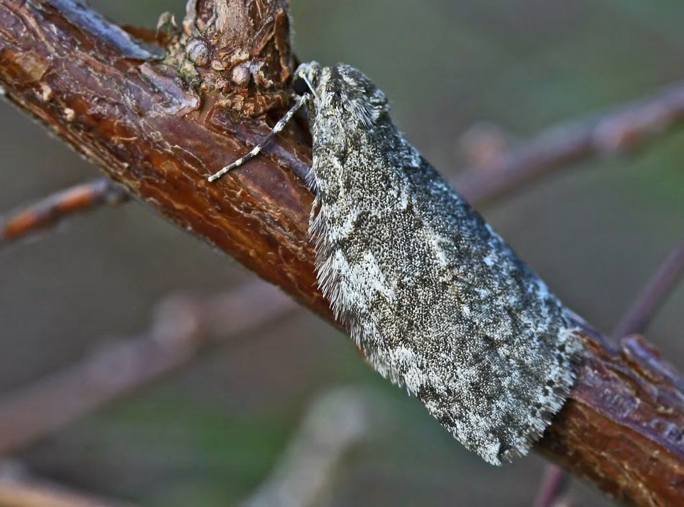 Epirrita dilutata