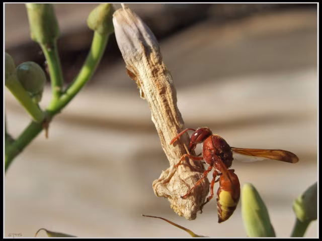 Rhynchium oculatum