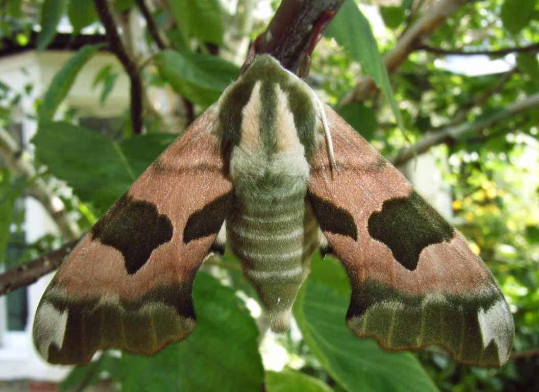 Lime Hawkmoth