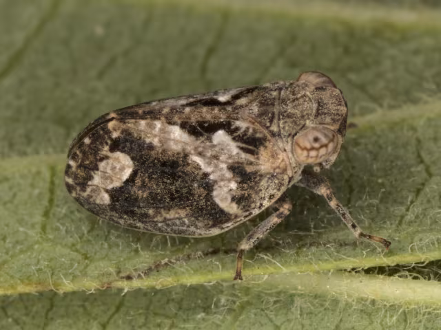 Latilica maculipes
