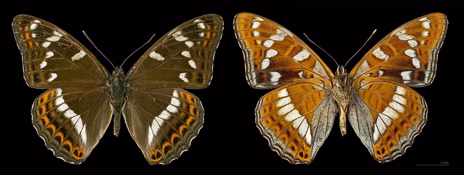 Limenitis populi