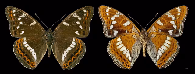 Limenitis populi