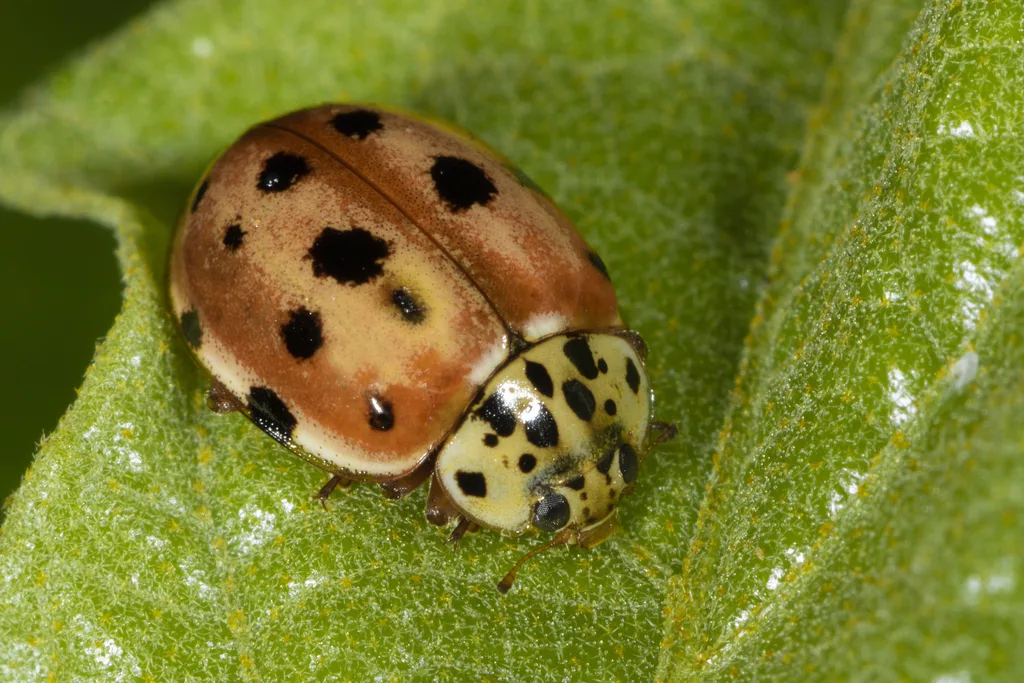 Harmonia quadripunctata