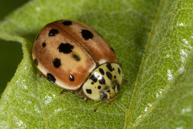 Harmonia quadripunctata