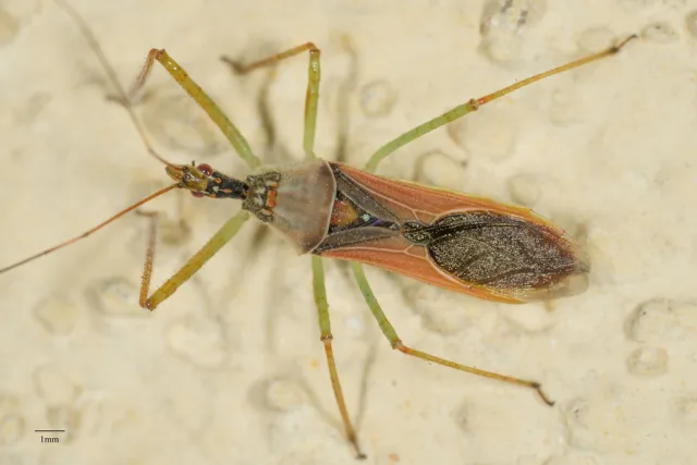 Zelus renardii