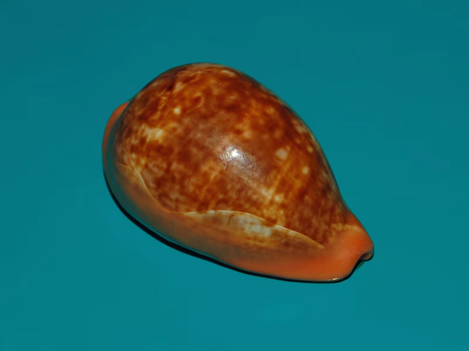 Ciprea pera