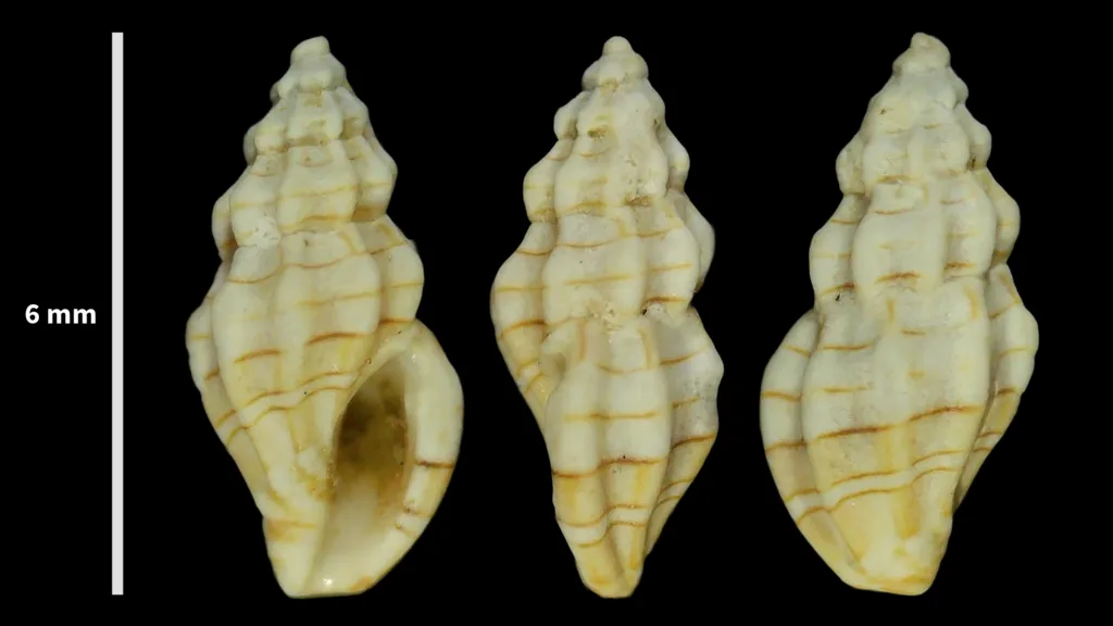 Lyromangelia taeniata