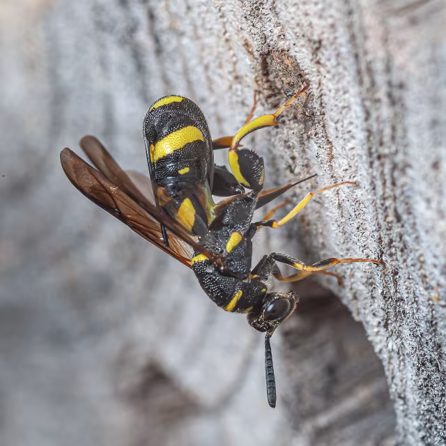 Leucospis dorsigera