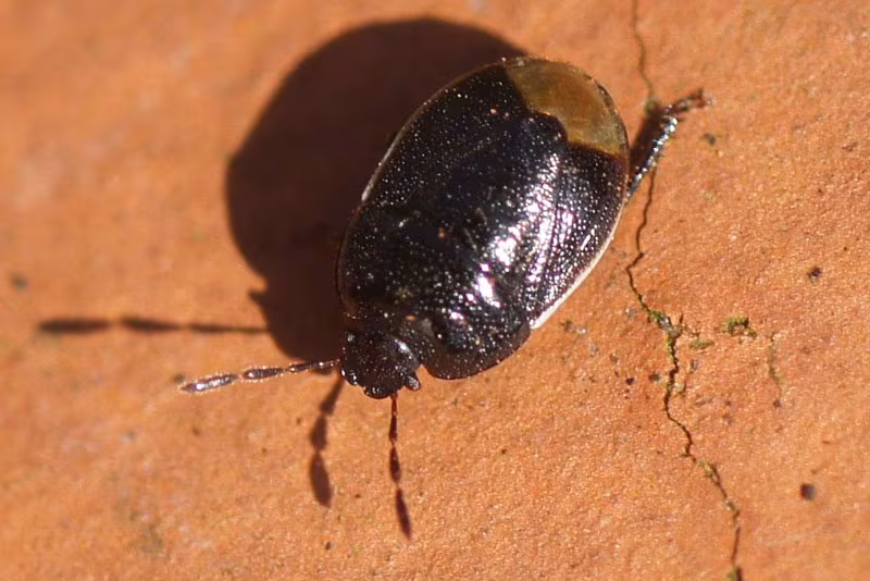 Legnotus limbosus