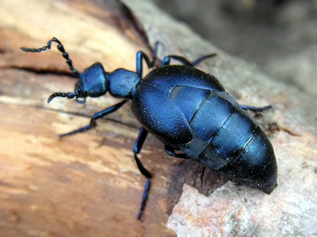 Meloe violaceus