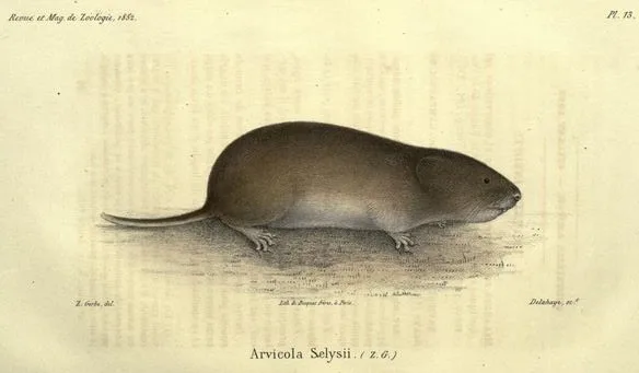 Savi's Pine Vole