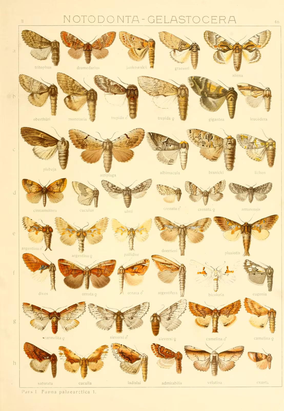 Dicranura ulmi