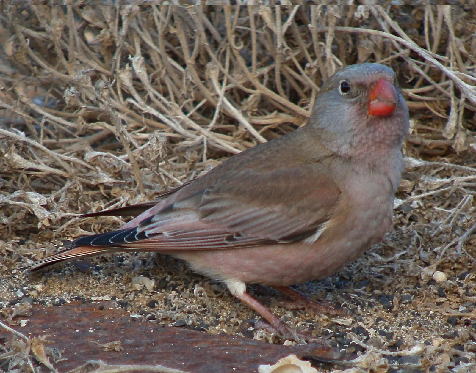 Trumpeter Finch