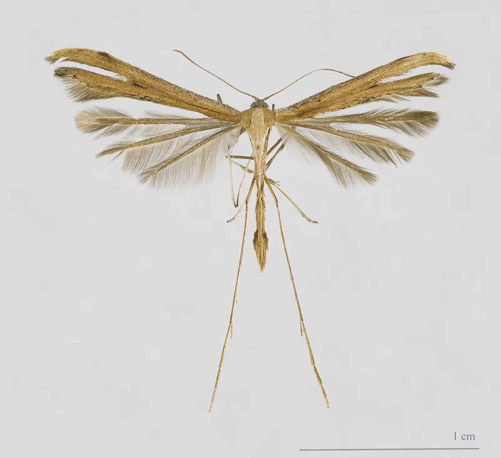 Morning-glory Plume Moth