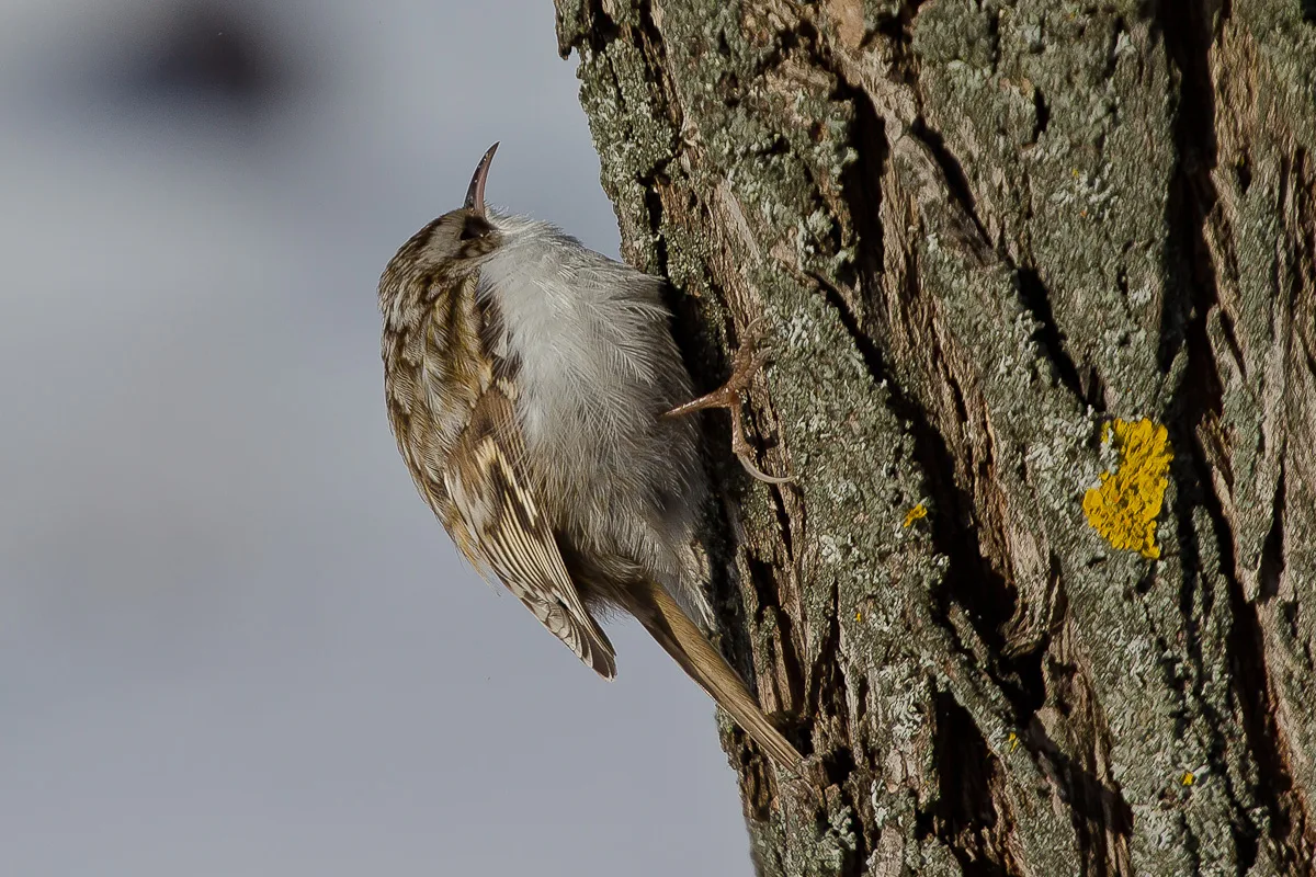 Eurasian Treecreeper