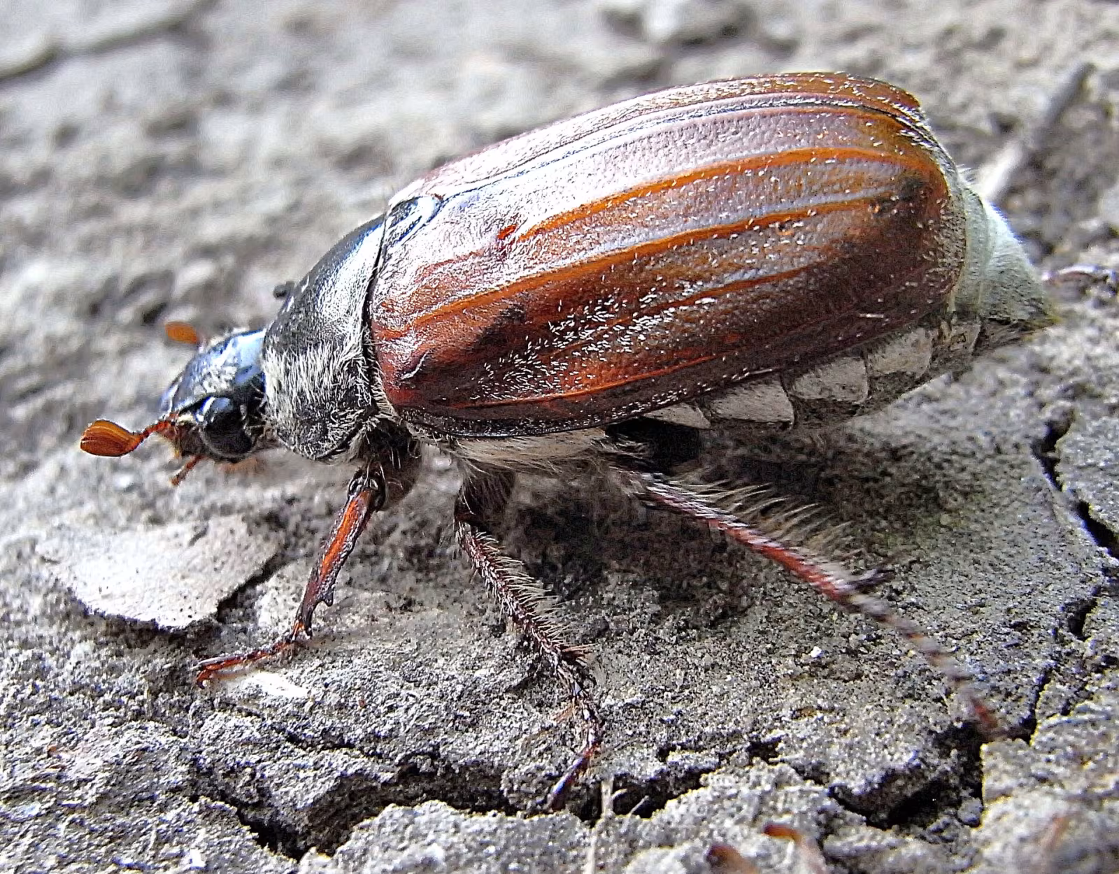 Melolontha pectoralis