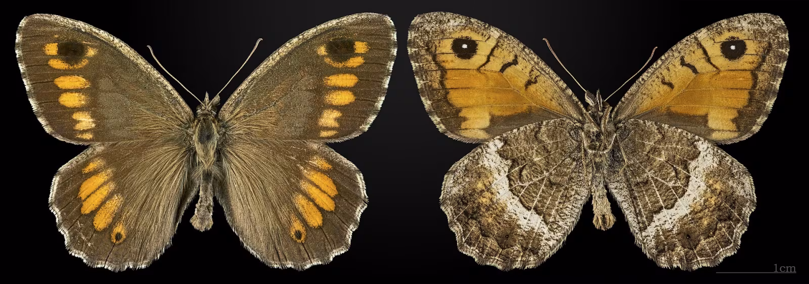 Arethusana arethusa