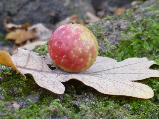 Cynips quercusfolii