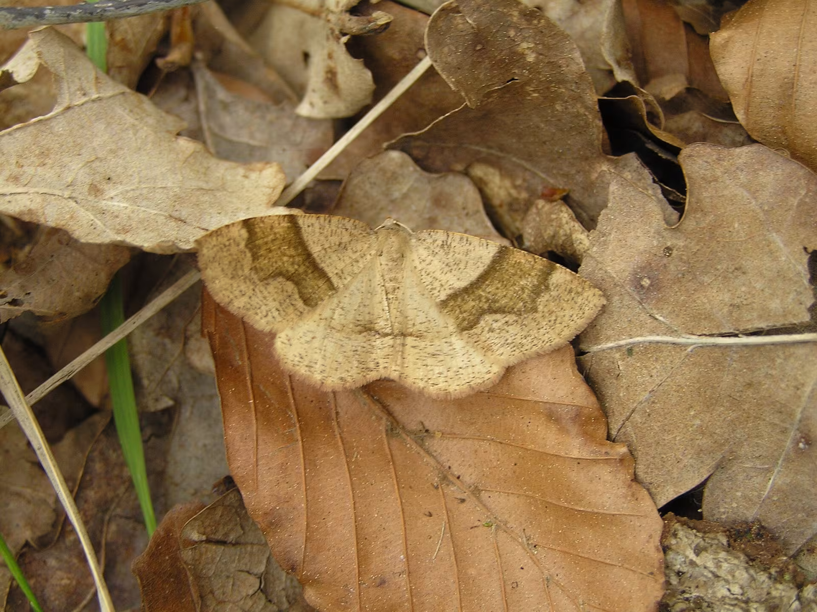Plagodis pulveraria