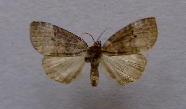 Ochropacha duplaris