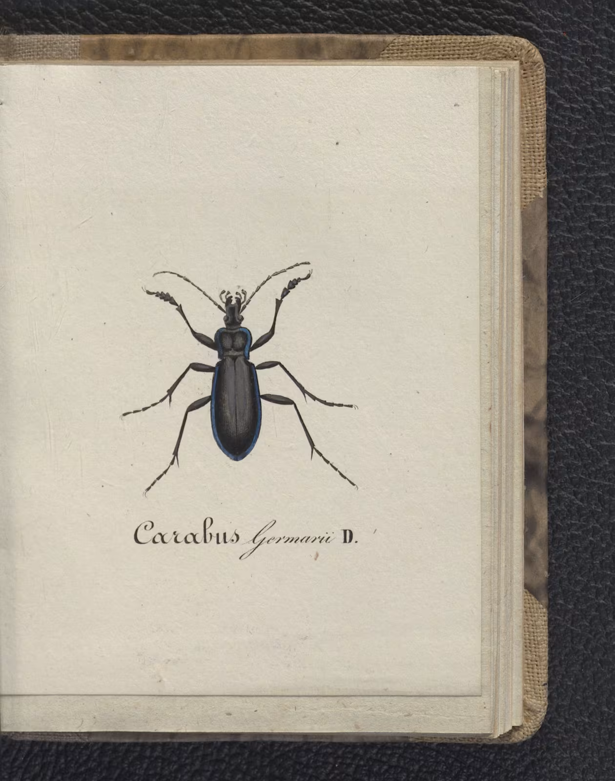 Carabus germarii