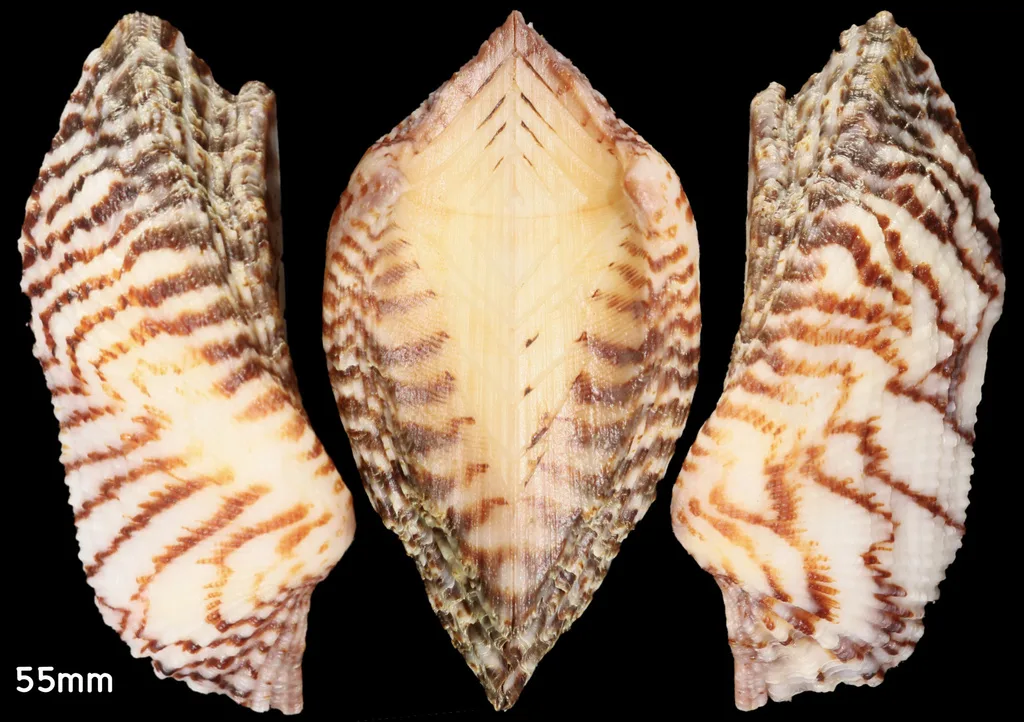 Arca di Noè