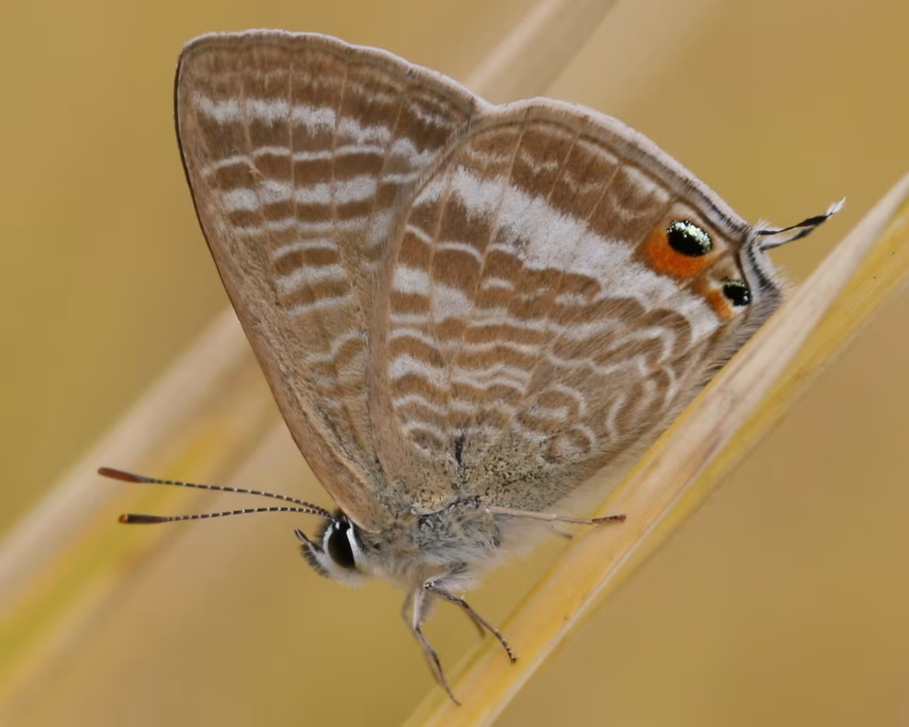 Pea Blue